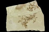 Dense, Fossil Cranefly (Tipulidae) Larva Cluster - Utah #111393-1